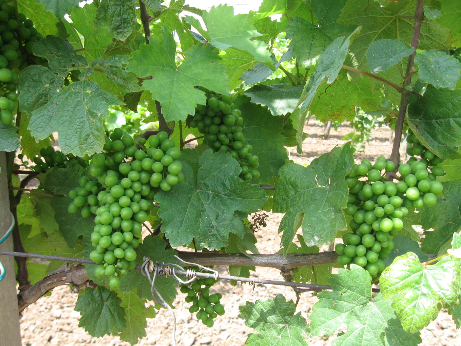 Obrázok 024.jpg
